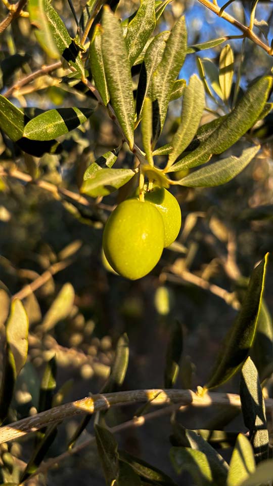 Zeytin Ağacının Bilgeliği Ne Anlatır? l ZEYTİNLİĞİNİ FARKINDALIK İLE YÖNETMEK 